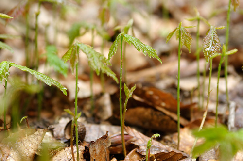 h38_7951.jpg